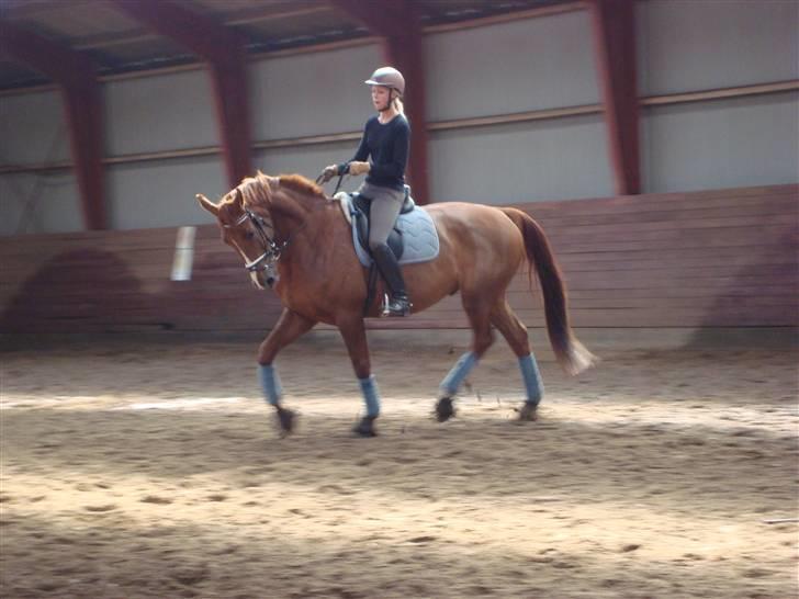 Dansk Varmblod Midtgaards Monty R.I.P billede 15