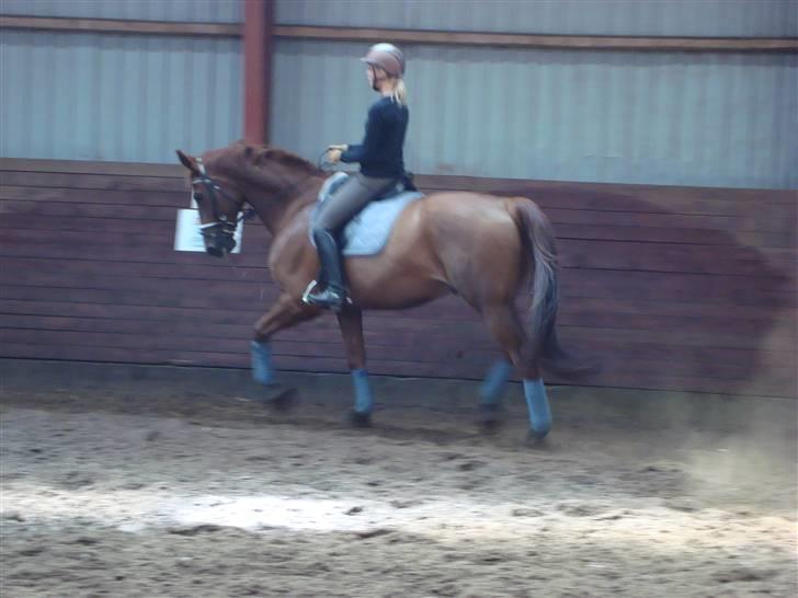 Dansk Varmblod Midtgaards Monty R.I.P billede 16