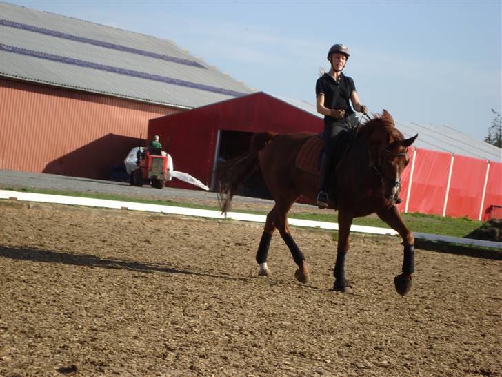 Dansk Varmblod Midtgaards Monty R.I.P billede 17