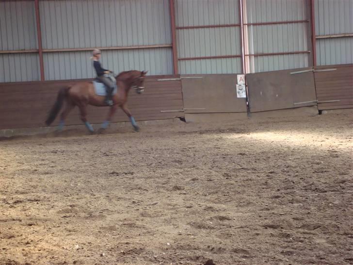 Dansk Varmblod Midtgaards Monty R.I.P billede 18