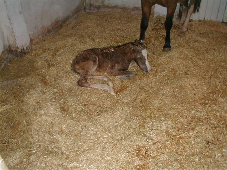 Welsh Mountain (sec A) Skuderups Starlight - Lige født billede 8