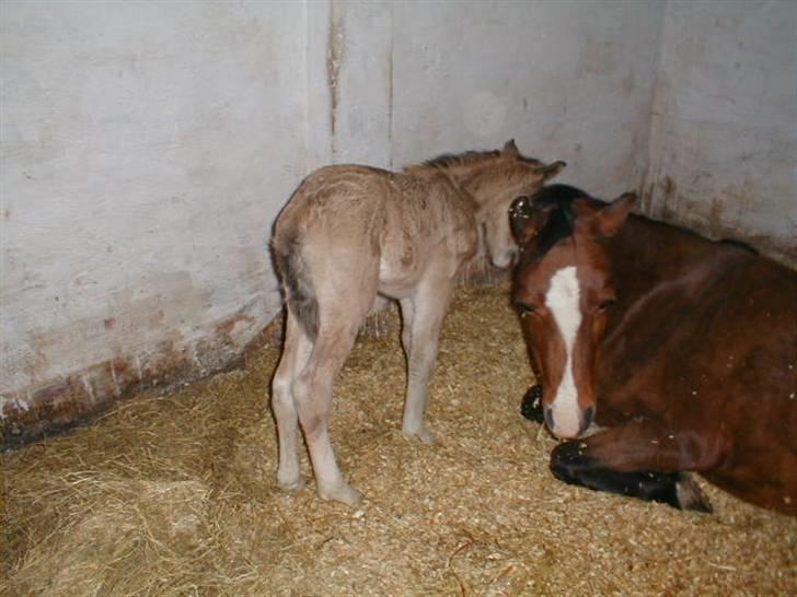 Welsh Mountain (sec A) Skuderups Starlight - lige kommet op og stå billede 9