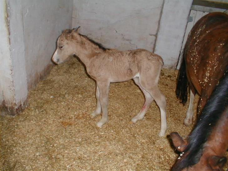 Welsh Mountain (sec A) Skuderups Starlight billede 10