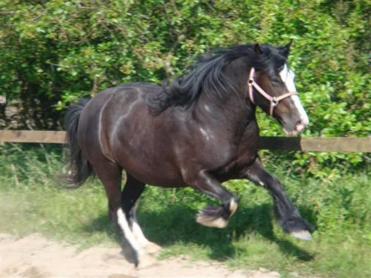 Tinker Zarmora R.i.P billede 2