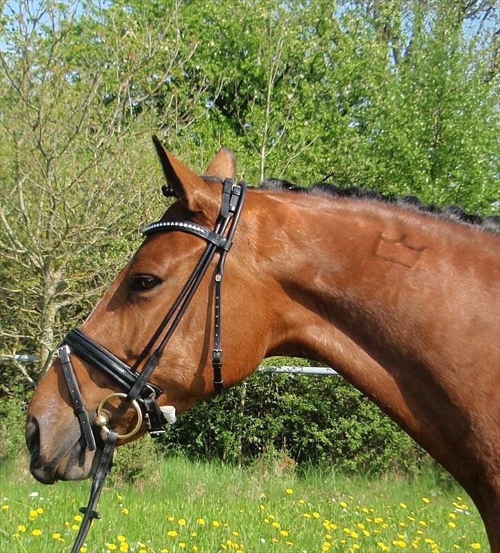 Holstener Pitou - Stævne i Vejle billede 1