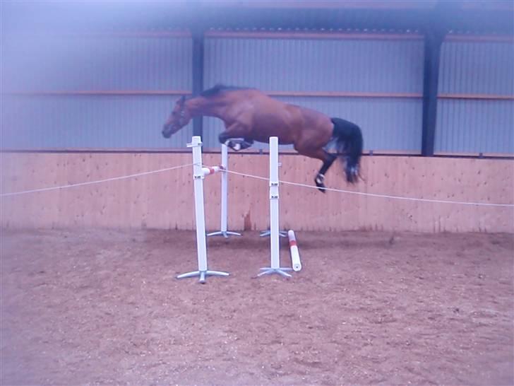 Holstener Pitou - Løsspringning juli 09 billede 2