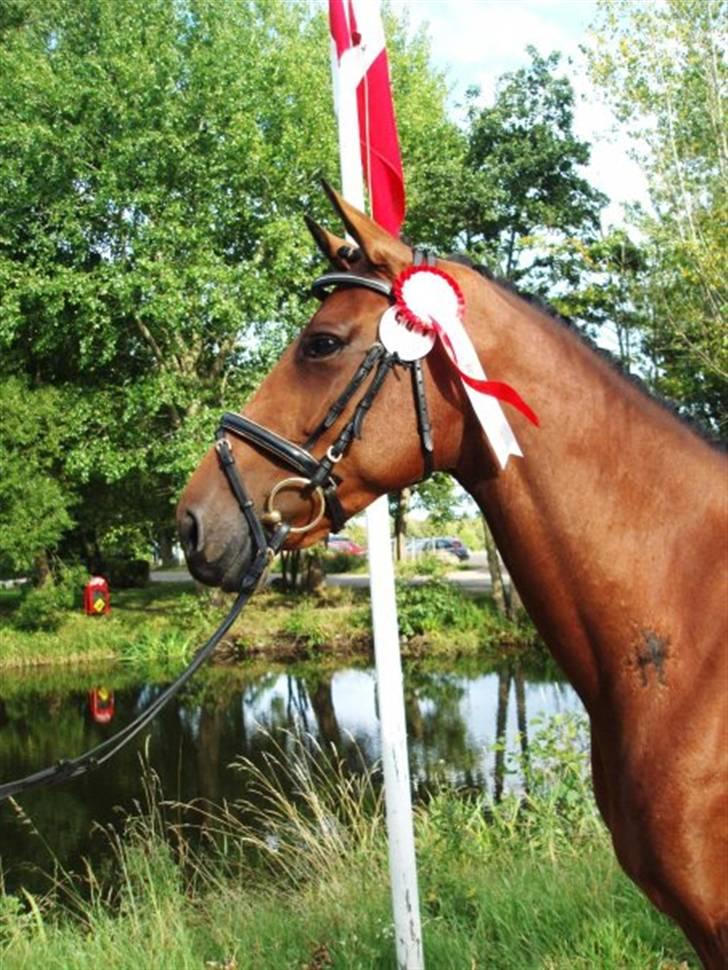 Holstener Pitou - Pitou kåret i RDH.... billede 3