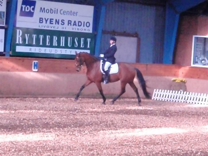 Holstener Pitou - Stævne i Viborg d. 18/4 09 La3 billede 4