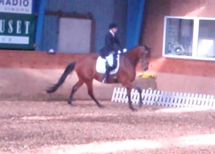 Holstener Pitou - C-stævne i Viborg d. 18/4 09 La3 billede 5