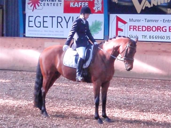 Holstener Pitou - C-stævne i Viborg d. 18/4 09 La3 billede 6