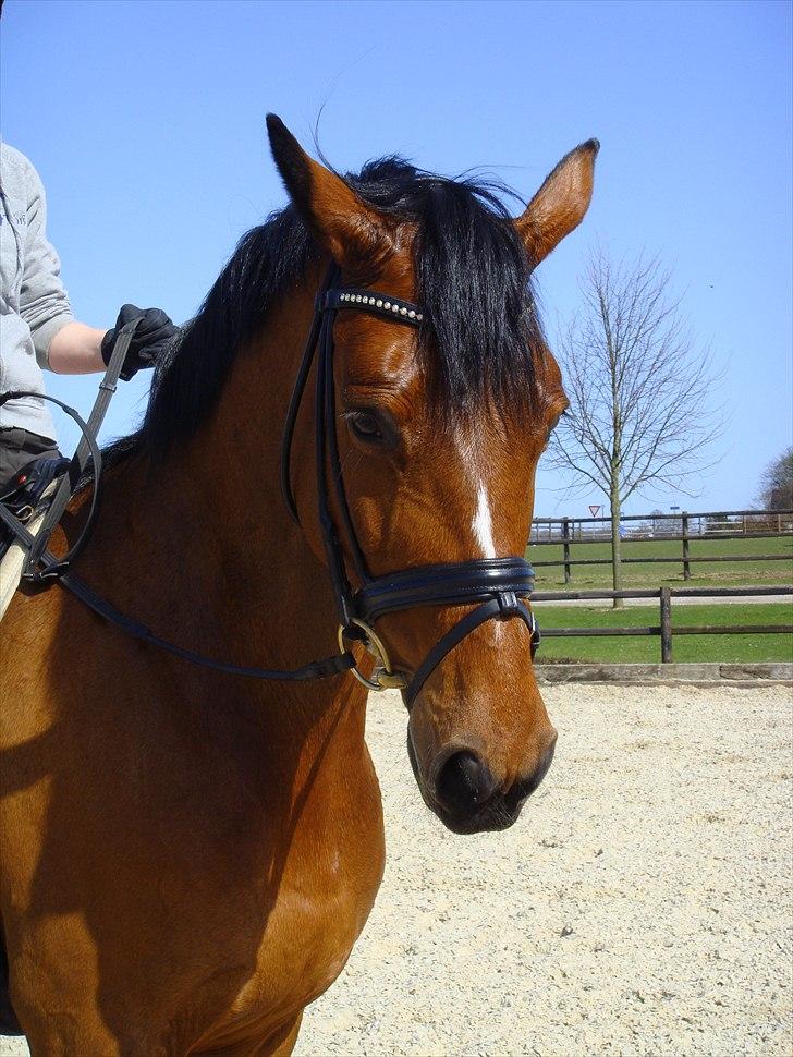 Holstener Pitou - Pitou d. 9/4 2011 billede 8