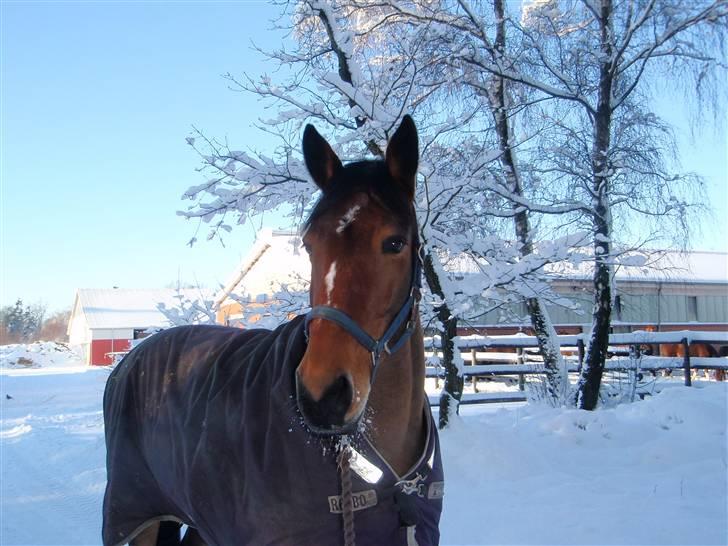Holstener Pitou - Pitou i sneen på Blue Hors billede 9