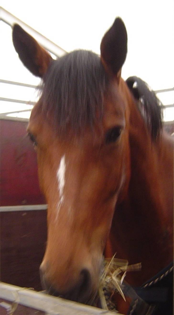 Holstener Pitou - Pitou på Mors 06 billede 10