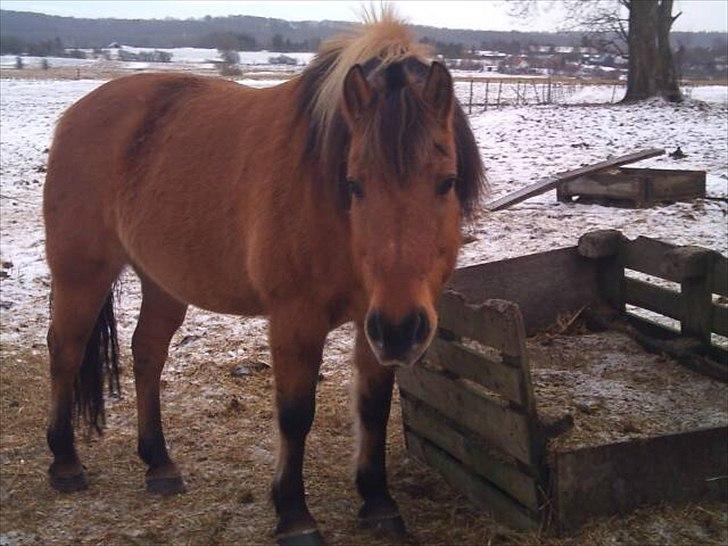 Anden særlig race Frej - Skinken <3 - Hej fede :o) - foto: michelle sørensen billede 1