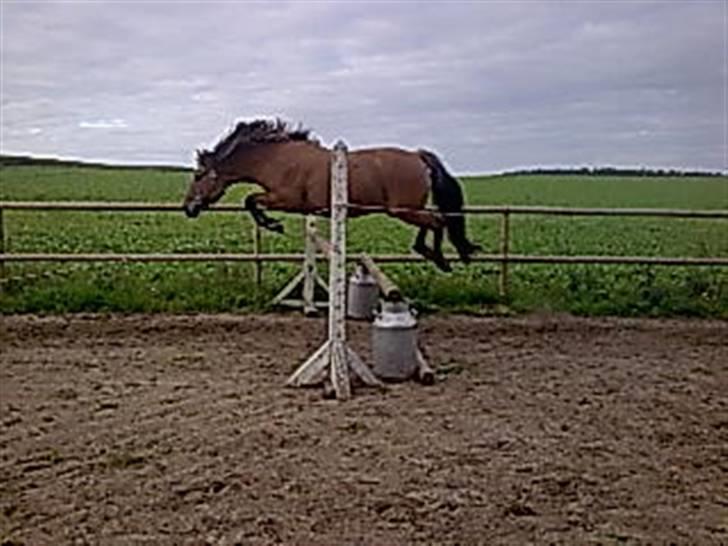 Anden særlig race Frej - Skinken <3 - han kan jo godt, den gamle (; - foto:michelle sørensen billede 2