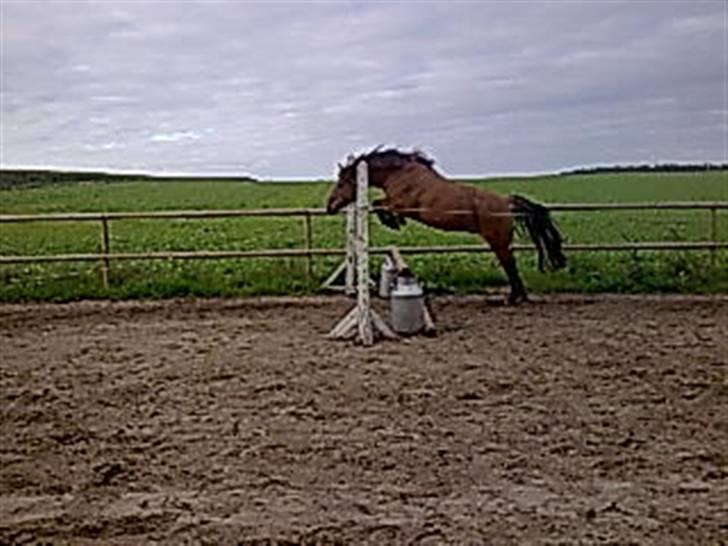 Anden særlig race Frej - Skinken <3 - foto: michelle sørensen billede 3