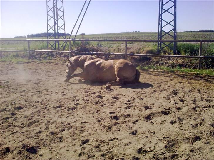 Anden særlig race Frej - Skinken <3 - efter en trilletur. - foto: michelle sørensen billede 4