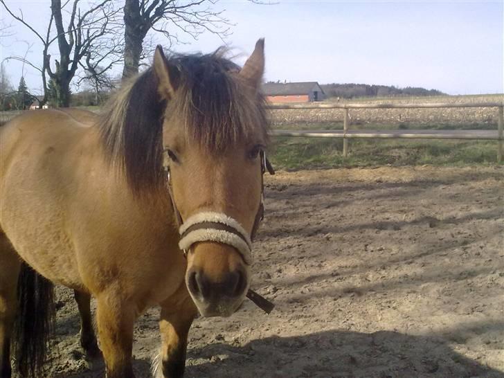 Anden særlig race Frej - Skinken <3 - hej med dig do :) - foto: michelle sørensen billede 7