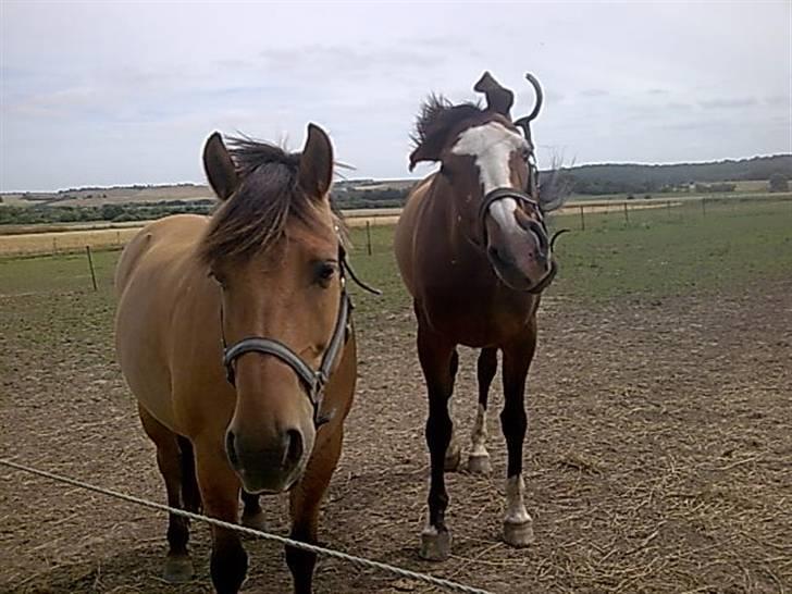 Anden særlig race Frej - Skinken <3 - Frej & gracia. eh hvad har gracia lige gang i bagved= :L - foto: michelle sørensen billede 8