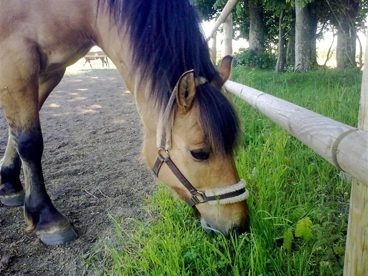 Anden særlig race Frej - Skinken <3 - ædeædeæææææde. foto: michelle sørensen billede 9