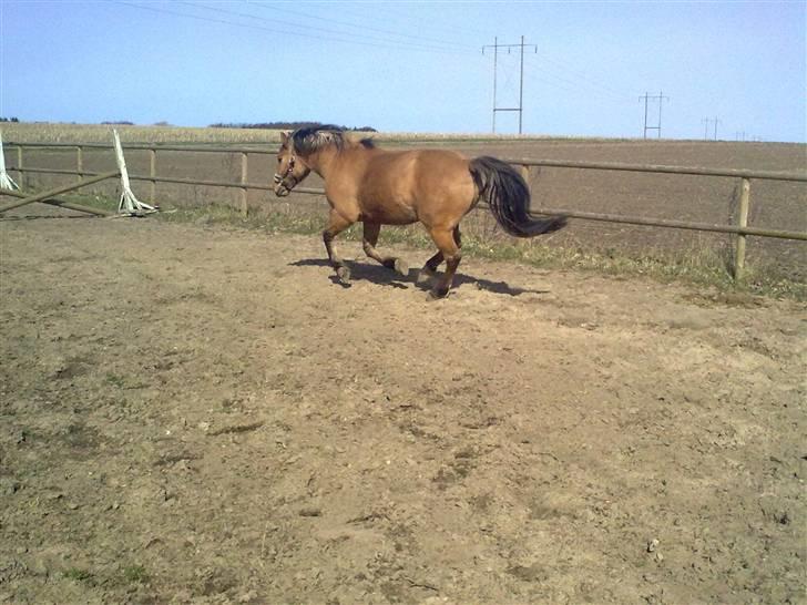 Anden særlig race Frej - Skinken <3 - fuld fart over feltet oldie :) - foto: michelle sørensen billede 10