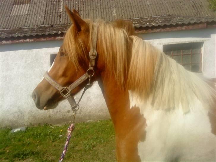 Anden særlig race Shiney *solgt* - Den dag jeg fik hende (d. 1 juni) Idag billede 1