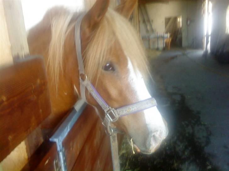 Anden særlig race Shiney *solgt* - Den dag jeg fik hende (d. 1 juni) Idag billede 2