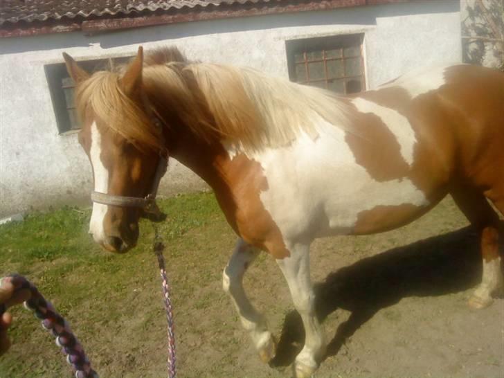 Anden særlig race Shiney *solgt* - Den dag jeg fik hende (d. 1 juni) Idag billede 3