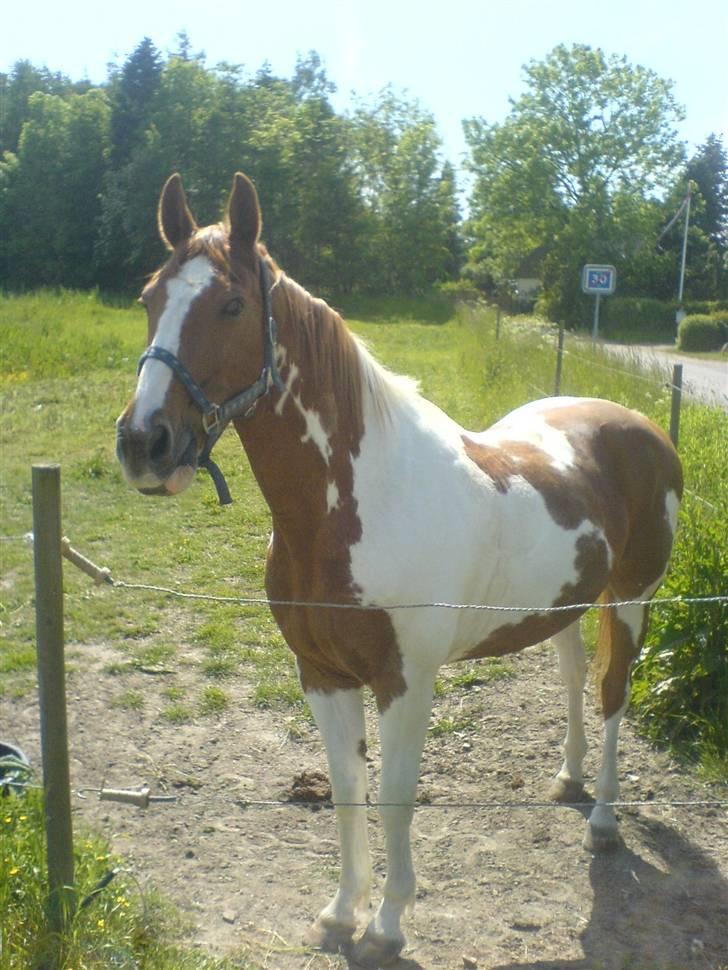 Pinto magnus<3 aflivet:( billede 10