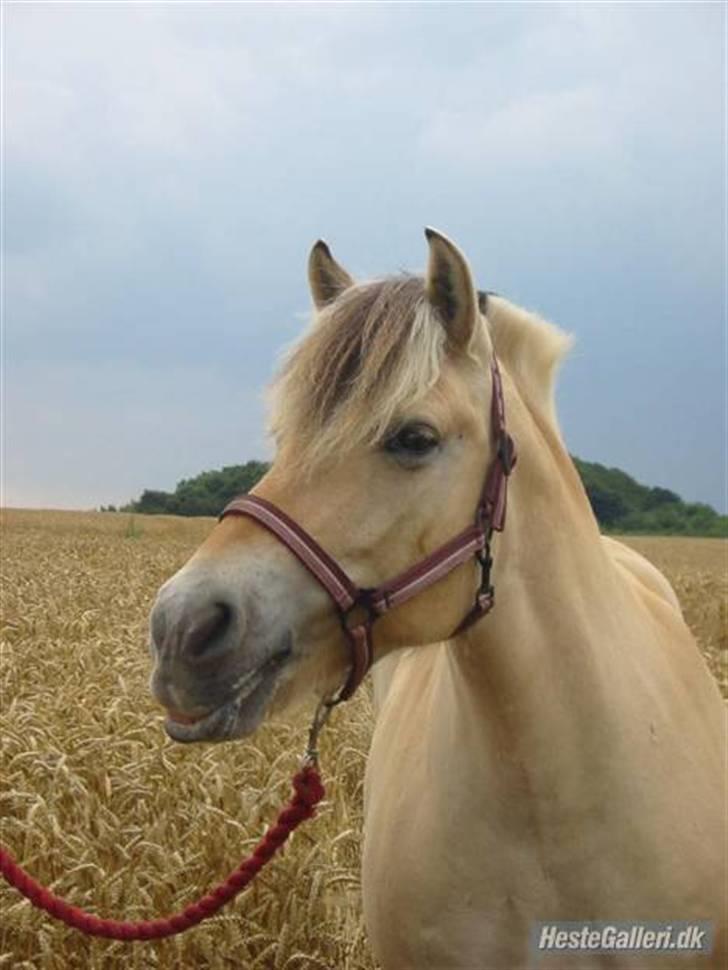 Fjordhest Rosendals Molly - Ja - det billed må vel være omkring 4 år gammel nu :), men sys stadigvæk det skal på, for det er så fiint :) billede 4