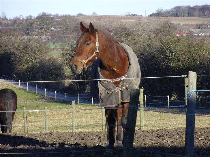 Traver Pressifon  - vinteren 2011. billede 18