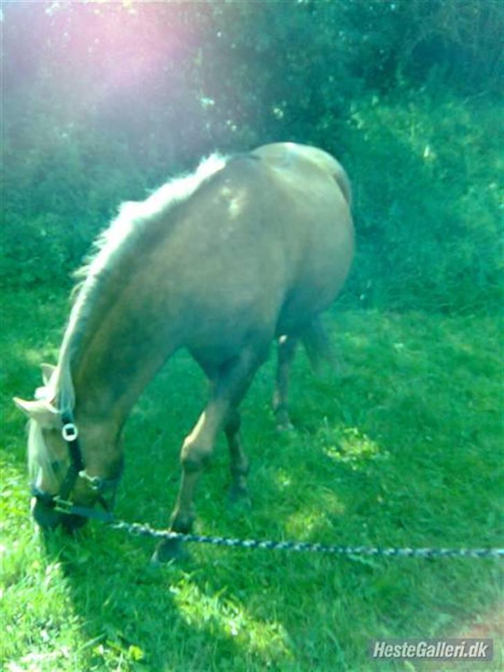 Anden særlig race Jamaica <3(gammel part)<3 - jamaica er ude og græsse billede 6