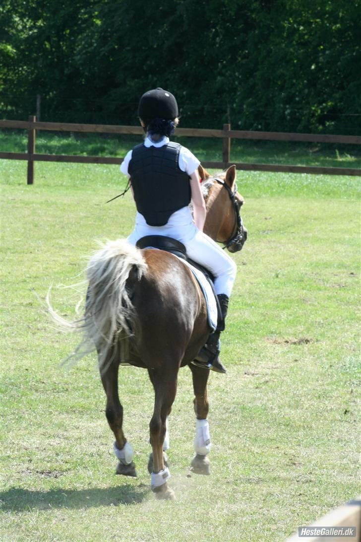 Anden særlig race Jamaica <3(gammel part)<3 -  en aresrundt - stævne i vasehus d.31/05-09 en 1 plas i LB  billede 7