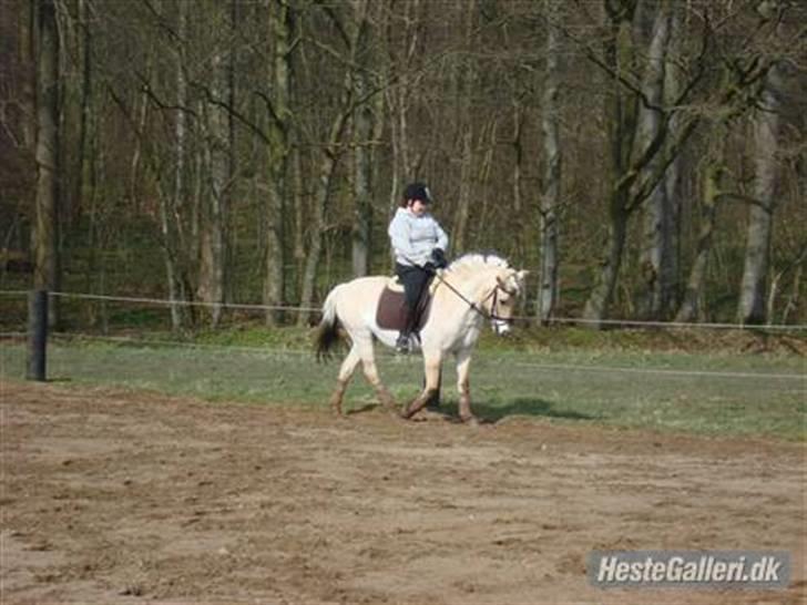 Fjordhest Rosendals Molly - Puha - kan ikk huske hvornår det er taget, mener det er omkring 1 år, mener det er taget maj 2008, da genoptræningen var opstartet igen, rytter vejer på det tidspunkt næsten 100 kg billede 14