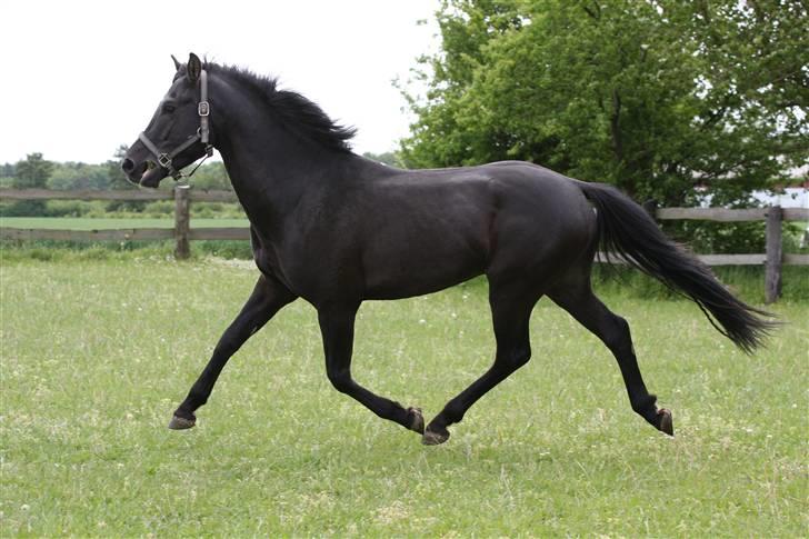 New Forest Strandgårdens Thor billede 2