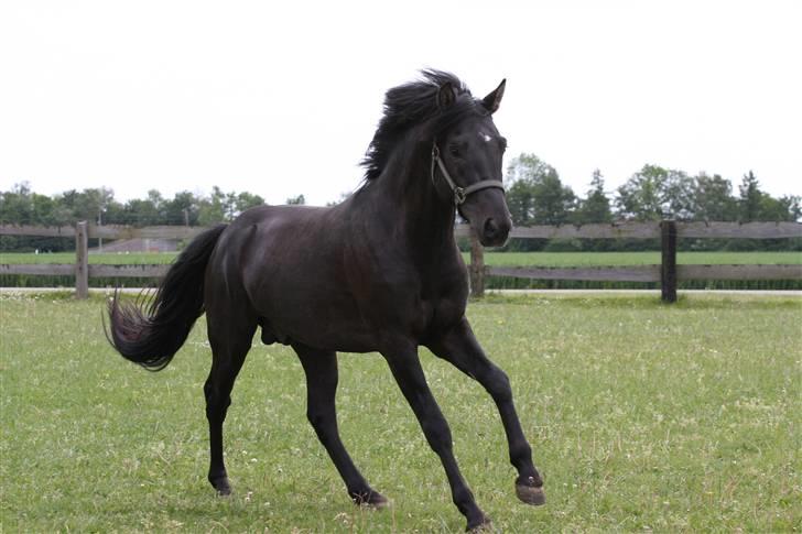 New Forest Strandgårdens Thor billede 3