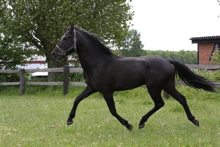 New Forest Strandgårdens Thor billede 4