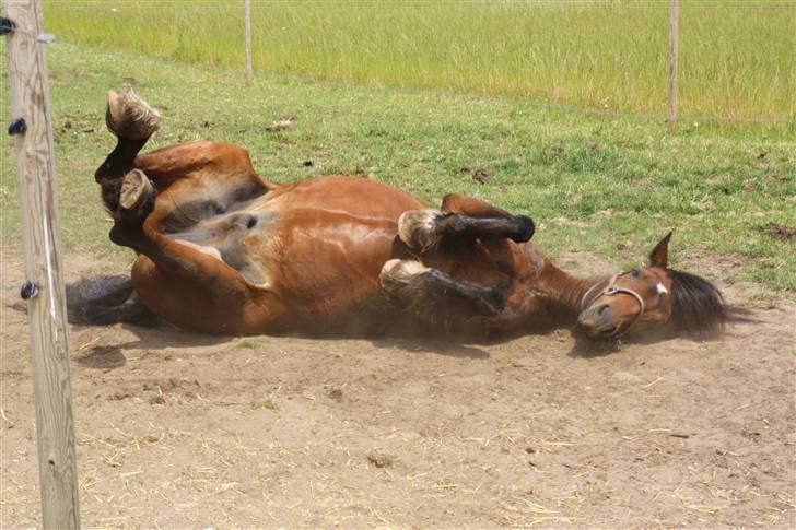 Welsh Cob (sec D) Stallone - altid stallone <3.  billede 20