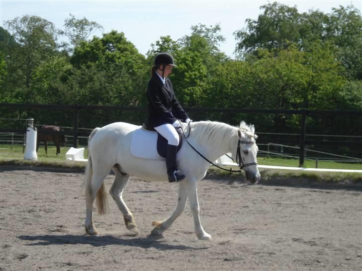 Connemara  Lorenzo(Rideskolehest) - Vi rider stævne :) billede 14