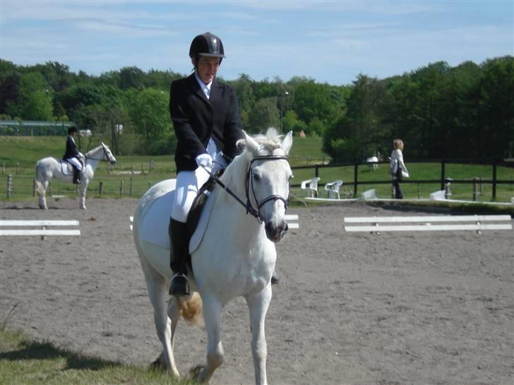 Connemara  Lorenzo(Rideskolehest) - Vi rider stævne :) billede 13