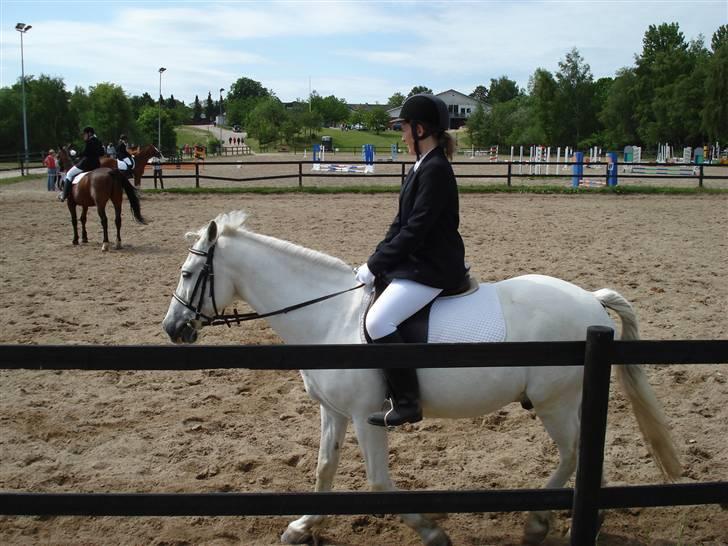 Connemara  Lorenzo(Rideskolehest) - Vi rider stævne :) billede 12