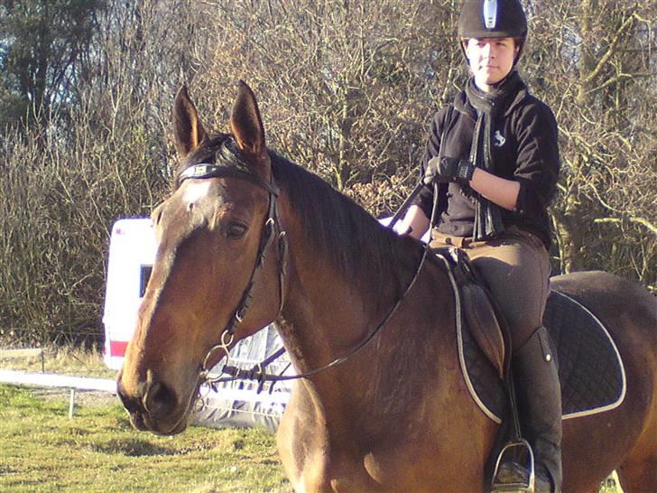 Mecklenburger Leandra billede 14
