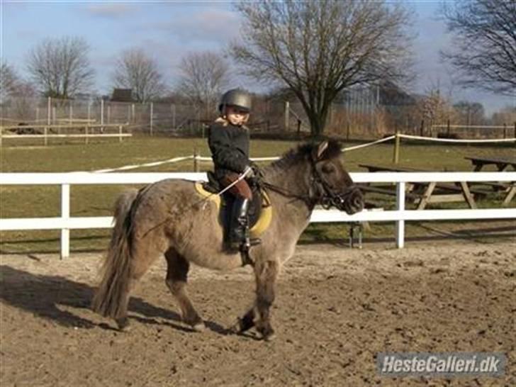 Shetlænder Musse  <3 ( Passer) - Musse og TEresa ;) billede 9