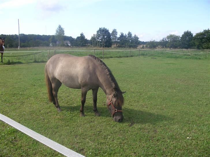 Shetlænder Musse  <3 ( Passer) - Model Musse på fold ;) billede 10
