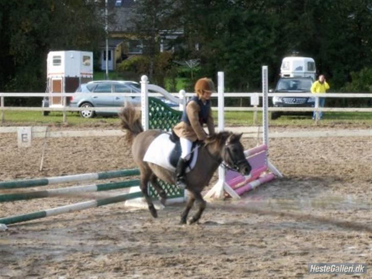 Shetlænder Musse  <3 ( Passer) - Musse og jeg i fuld fart, LC på ÅSNR billede 11