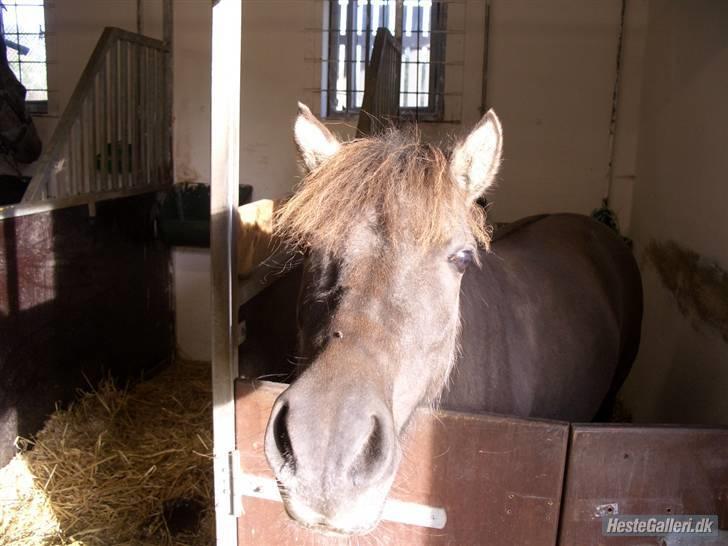 Shetlænder Musse  <3 ( Passer) - Uh, bliver der taget billeder? billede 12
