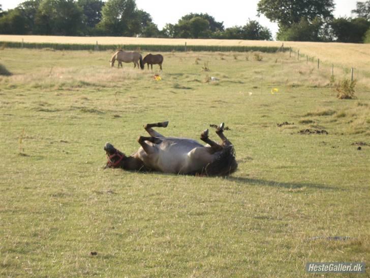 Shetlænder Musse  <3 ( Passer) - Nøj, det er skønt at rulle sig efter en ridetur haha billede 13