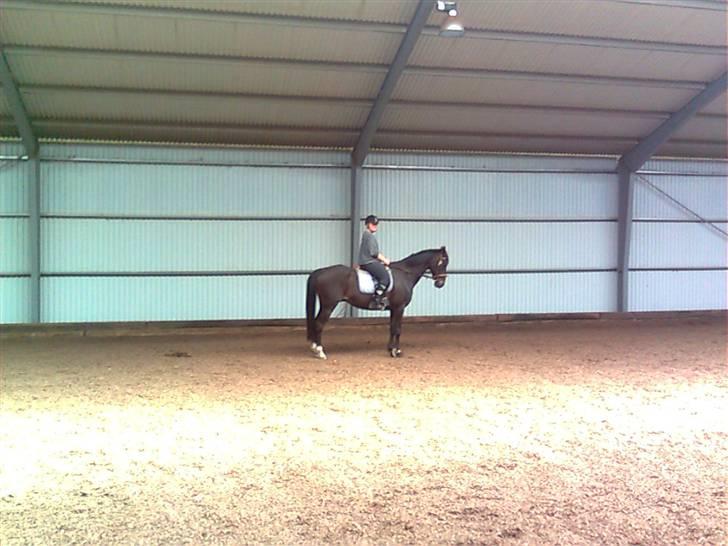 Anden særlig race Sonda Ferry billede 19