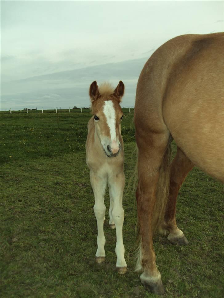 Haflinger Bellamira  <3  - Velkommen til mig og Bellas Profil :) Stem gerne på Bella eller måske en kommentar billede 1