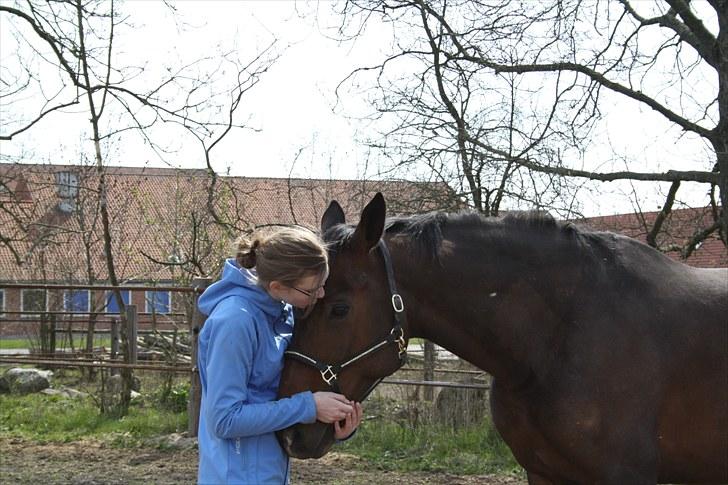 Dansk Varmblod teglhøjgårds master R.I.P - skat jeg elsker dig af hele mit hjerte! <3 billede 6